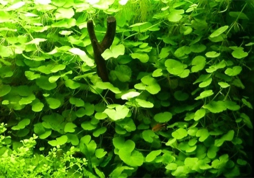Hydrocotyle  Leucocephala - pot (braziliaanse klimop)