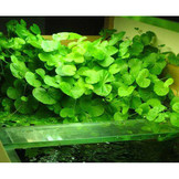 Hydrocotyle  Leucocephala - pot (braziliaanse klimop)