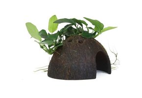 Tropica Anubias Nana on Cocosa