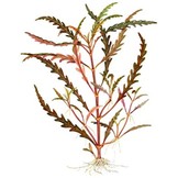 Tropica Hygrophila pinnatifida and moss on wood