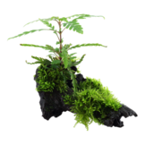 Tropica Hygrophila pinnatifida and moss on wood