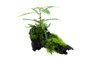 Tropica Hygrophila pinnatifida and moss on wood