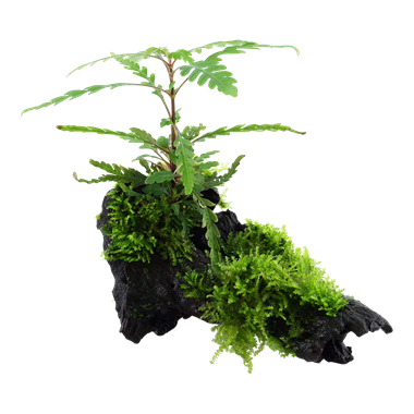 Tropica Hygrophila pinnatifida and moss on wood