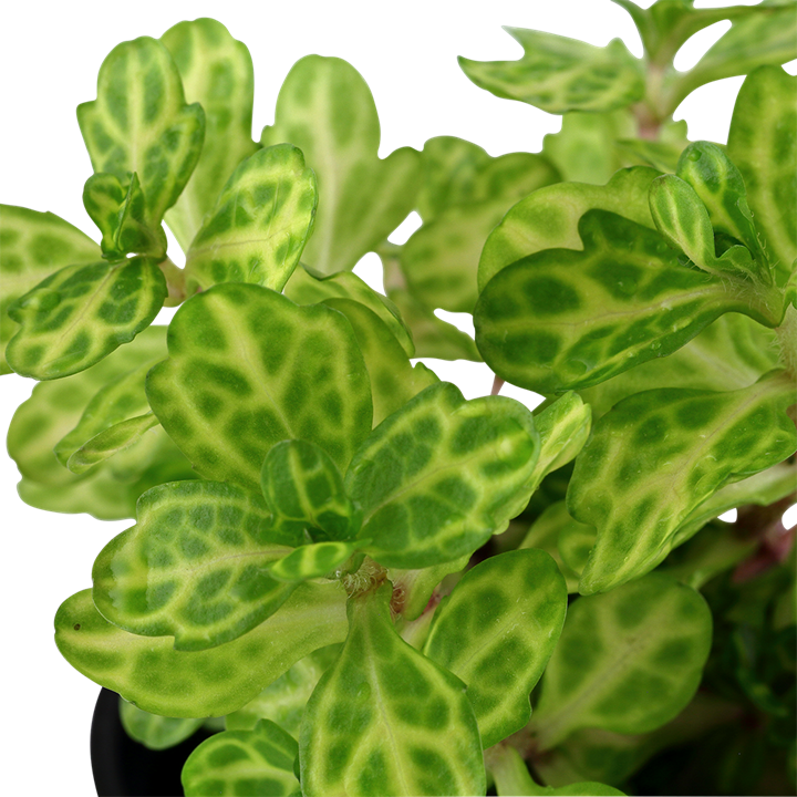 Shinnersia Rivularis 'Weiss-Grun'