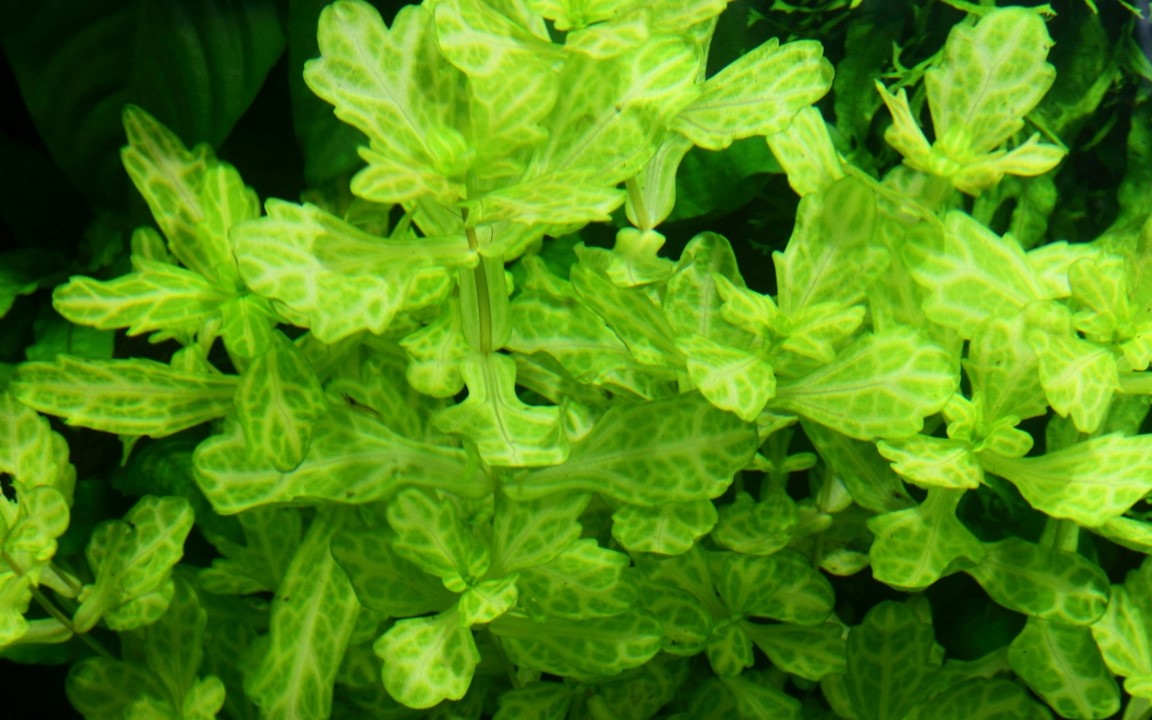 Shinnersia Rivularis 'Weiss-Grun'