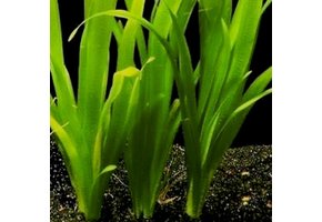 Vallisneria australis (gigantea)