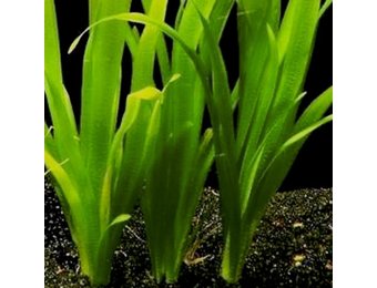 Vallisneria australis (gigantea)