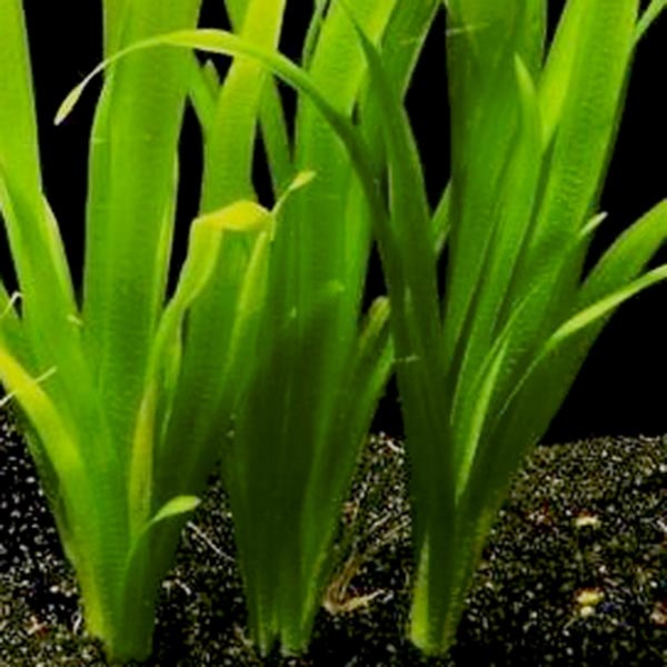Vallisneria australis (gigantea)