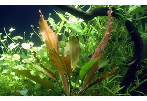 Echinodorus 'Rose
