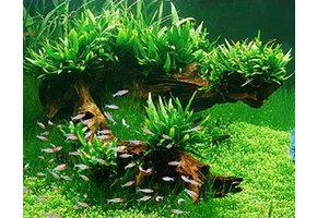 Microsorum pteropus - pot - Petit