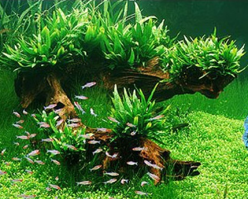 Microsorum pteropus - pot - Petit