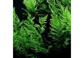 Bolbitis heudelotii - pot