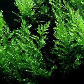 Bolbitis heudelotii - pot