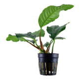Anubias Coffeifolia - Pot