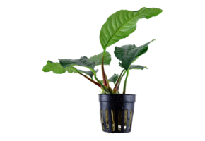 Anubias Coffeifolia - Pot