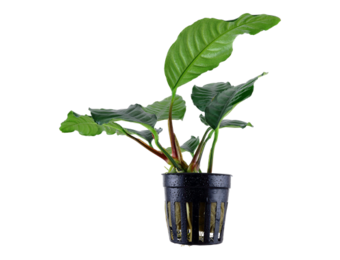 Anubias Coffeifolia - Pot
