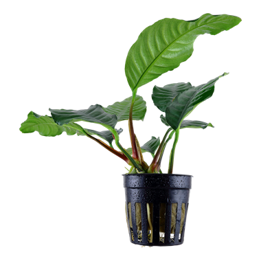 Anubias Coffeifolia - Pot