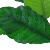 Anubias Coffeifolia - Pot