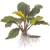 Anubias Coffeifolia - Pot