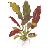 Echinodorus Barthii