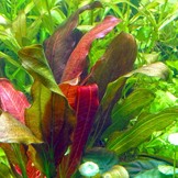 Echinodorus Barthii