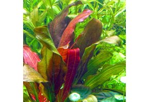Echinodorus Barthii