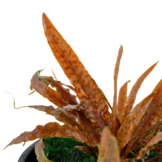 Cryptocoryne Albida Brown - Pot