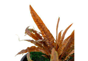 Cryptocoryne Albida Brown - Pot