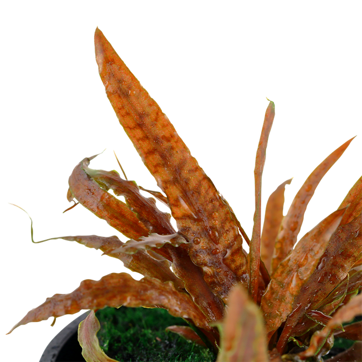 Cryptocoryne Albida Brown - Pot