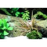 Cryptocoryne Albida Brown - Pot