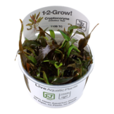 Tropica Cryptocoryne Broad Leaf t1-2-Grow!  In Vitro
