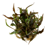 Tropica Cryptocoryne Broad Leaf t1-2-Grow!  In Vitro