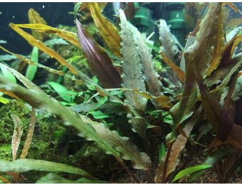 Tropica Cryptocoryne Broad Leaf t1-2-Grow!  In Vitro