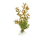 Rotala rotundifolia (easy)