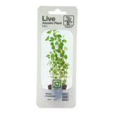 Rotala rotundifolia (easy)