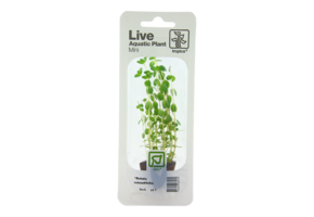 Rotala rotundifolia (easy)