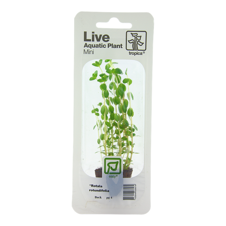 Rotala rotundifolia (easy)