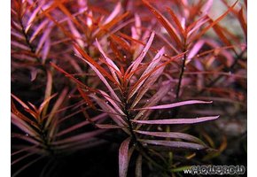 Ludwigia Arcuata in Vitro