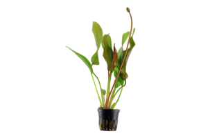Echinodorus Red Diamand