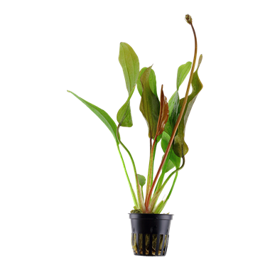 Echinodorus Red Diamand