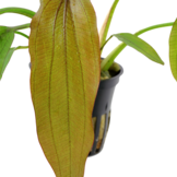 Echinodorus Red Diamand