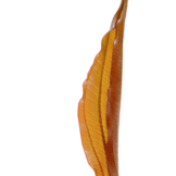 Echinodorus Red Diamand