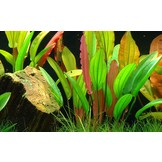 Echinodorus Red Diamand