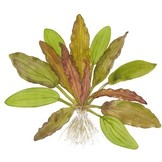 Echinodorus Red Diamand