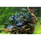 Tropica Bucephalandra Kedagang - Pot