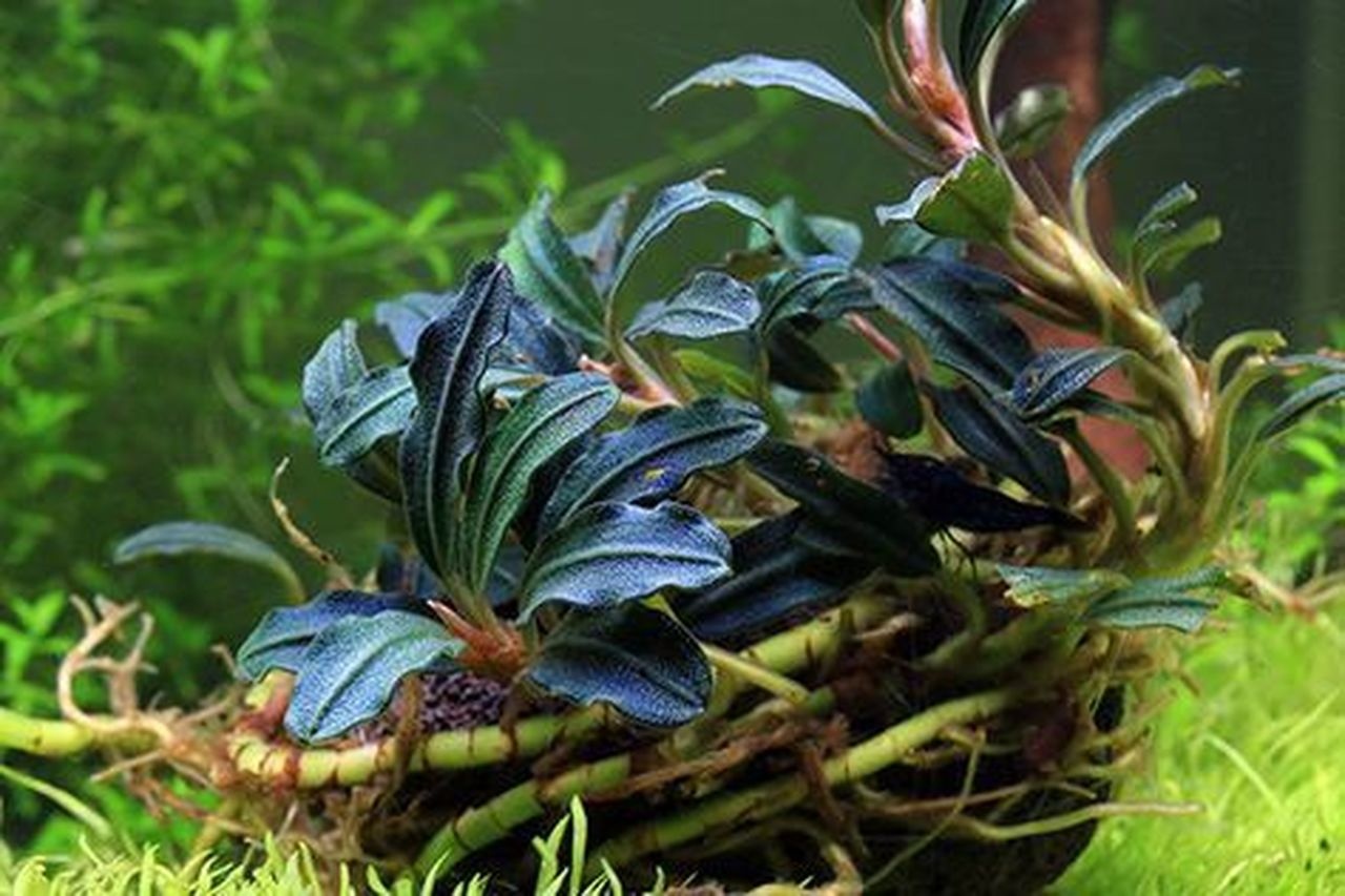Tropica Bucephalandra Kedagang - Pot