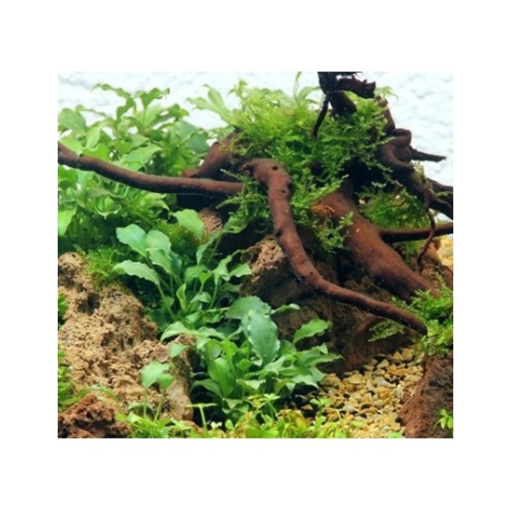 Sol d'aquarium - sol technique - De Belgische webshop voor al uw  aquascaping producten en projecten.