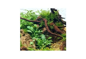 Tropica Schismatoglottis prietoi lIMITED EDITION - In Vitro