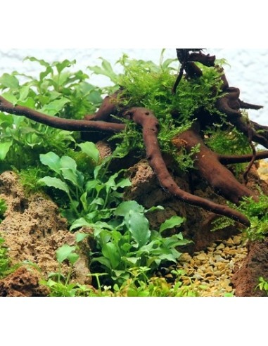 Tropica Schismatoglottis prietoi lIMITED EDITION - In Vitro