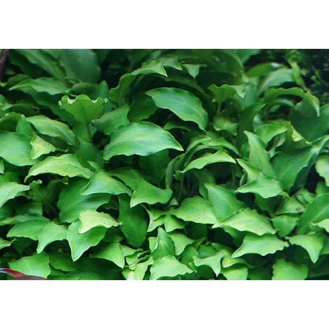 Tropica Schismatoglottis prietoi lIMITED EDITION - In Vitro